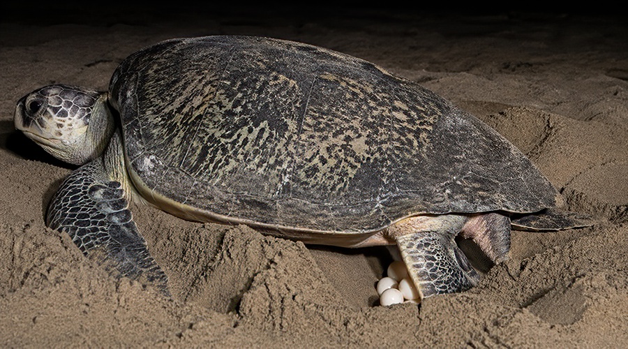 Olive Ridley Turtle